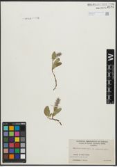 Foto von Salix arctica Pall.